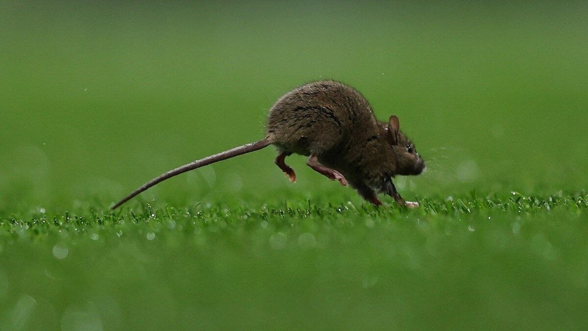 ببینید | ورود موش، بازی ولز و بلژیک را برای دقایقی متوقف کرد! ببینید | ورود موش، بازی ولز و بلژیک را برای دقایقی متوقف کرد!