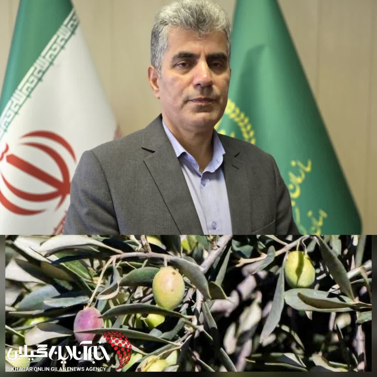 رئیس جهاد کشاورزی استان خبر داد :آغاز برداشت نوبرانه زیتون با رقم ماری در رودبار رئیس جهاد کشاورزی استان خبر داد :آغاز برداشت نوبرانه زیتون با رقم ماری در رودبار